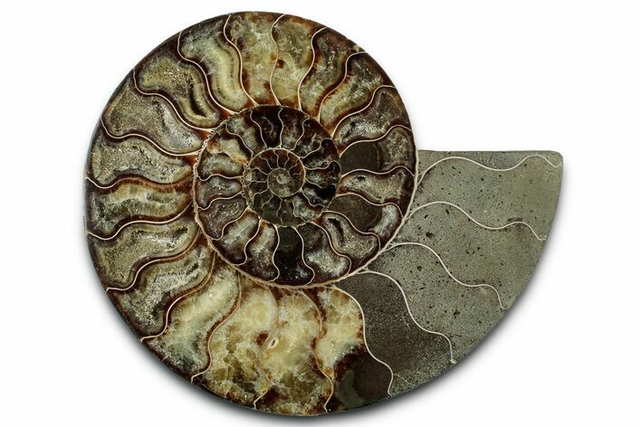 Cut & Polished Ammonite Fossil (Half) - Madagascar #347833